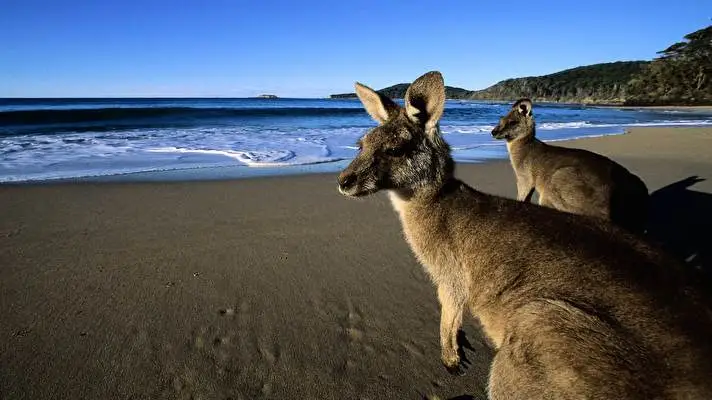 Kangaroo theme for Windows 10 Slideshow image 2