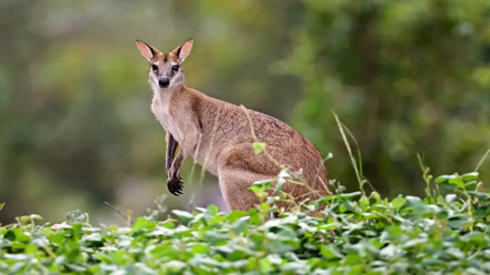 Kangaroo theme for Windows 10 Slideshow image 3