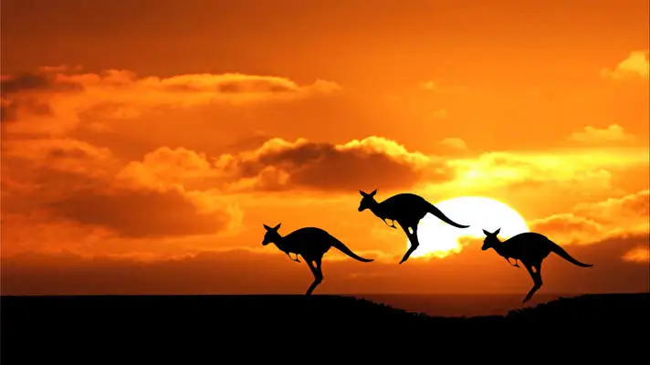 Kangaroo theme for Windows 10 Slideshow image 4