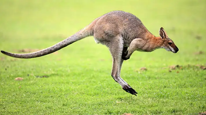 Kangaroo theme for Windows 10 Slideshow image 5