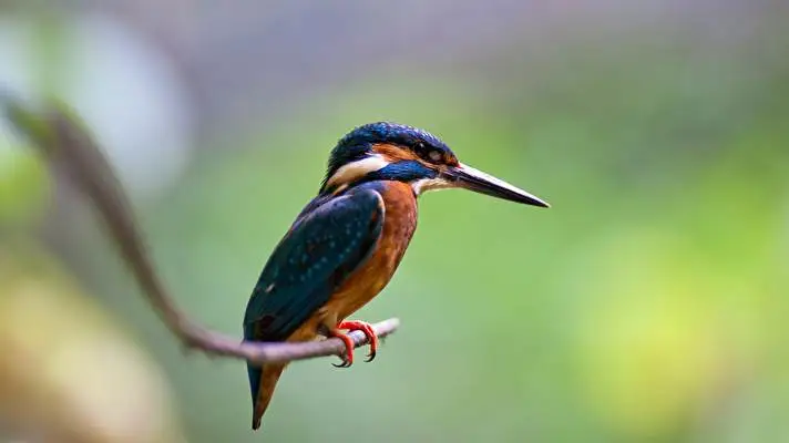 Kingfisher theme for Windows 10 Slideshow image 1