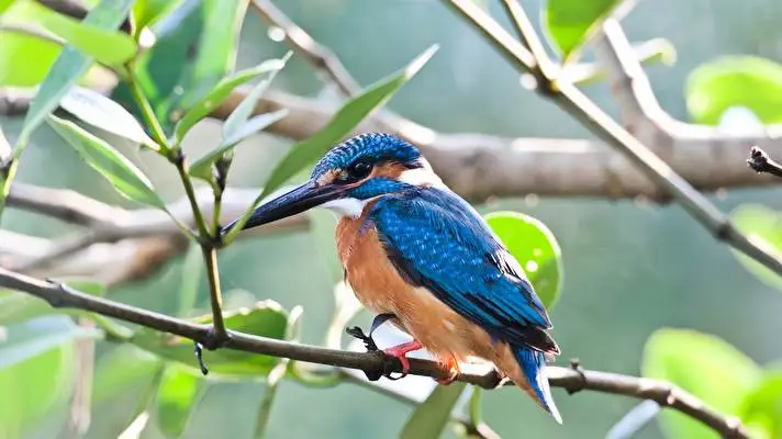 Kingfisher theme for Windows 10 Slideshow image 2