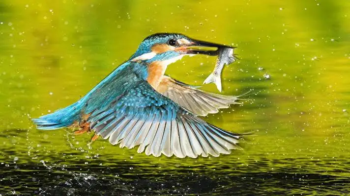 Kingfisher theme for Windows 10 Slideshow image 3