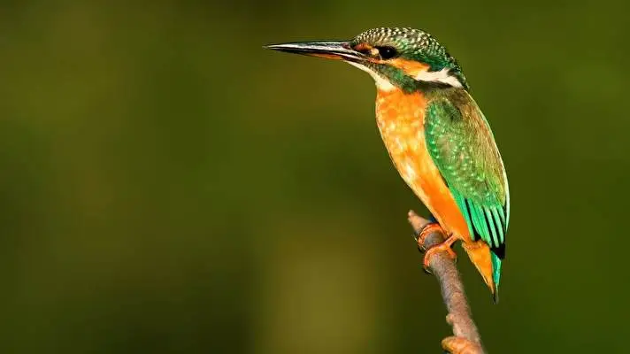 Kingfisher theme for Windows 10 Slideshow image 4