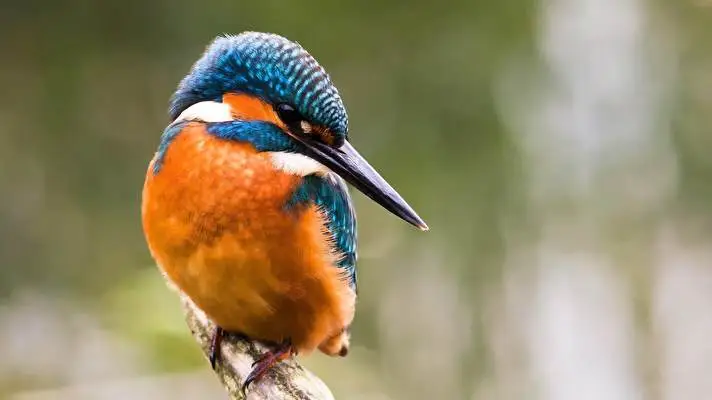 Kingfisher theme for Windows 10 Slideshow image 5