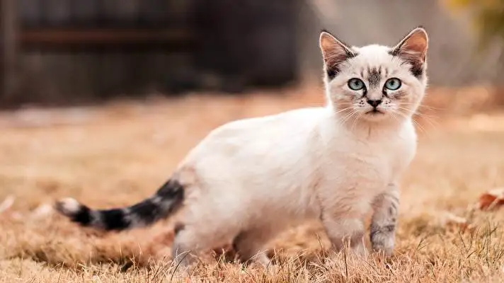 子猫 Windows 10用テーマ スライドショー画像 2