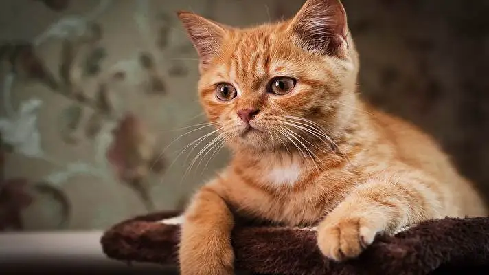 子猫 Windows 10用テーマ スライドショー画像 3