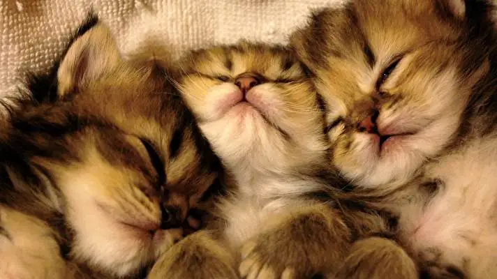 Cicák téma Windows 10-hez Diavetítés kép 2