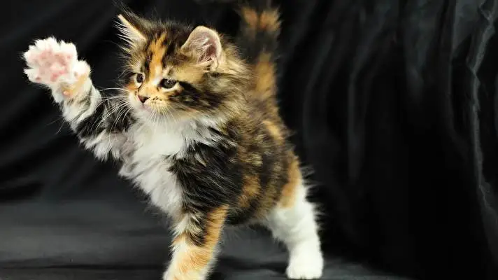 Cicák téma Windows 10-hez Diavetítés kép 3