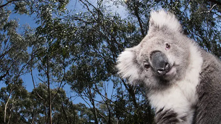 Koala theme for Windows 10 Slideshow image 1