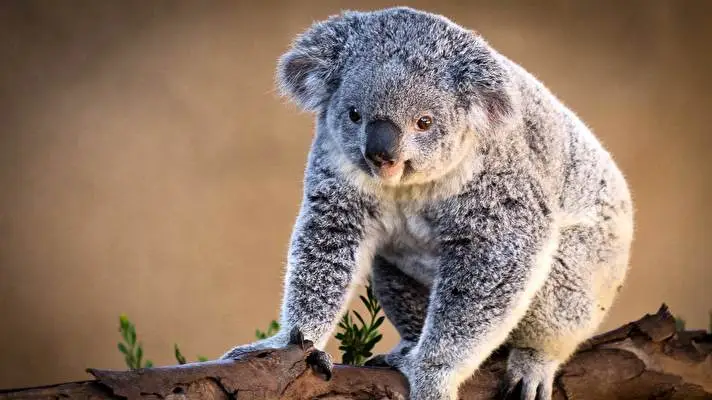 Koala theme for Windows 10 Slideshow image 2