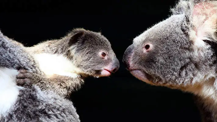 Koala theme for Windows 10 Slideshow image 3