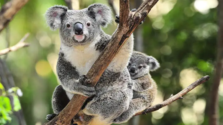 Koala theme for Windows 10 Slideshow image 4