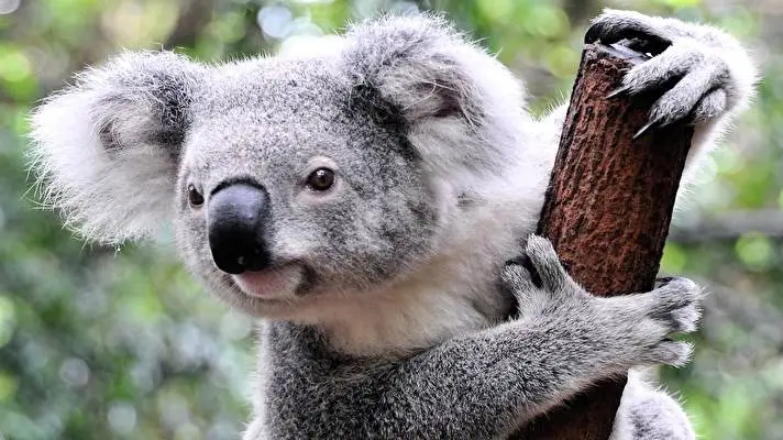 Koala theme for Windows 10 Slideshow image 5