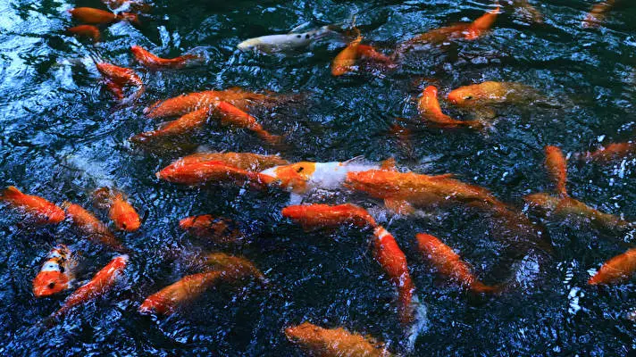 Koi theme for Windows 10 Slideshow image 1