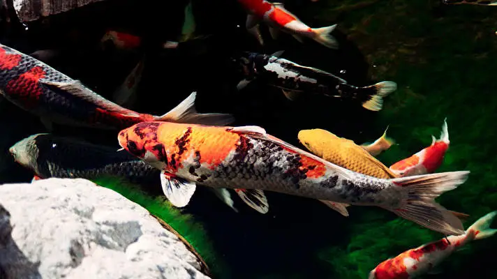 Koi theme for Windows 10 Slideshow image 3