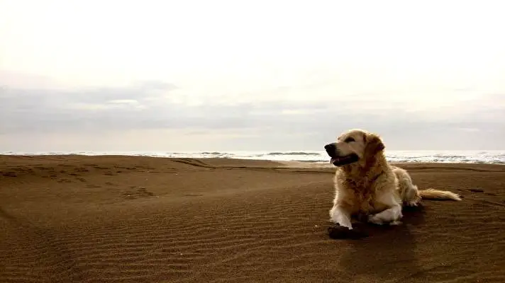 ラブラドール・レトリーバー Windows 10用テーマ スライドショー画像 1