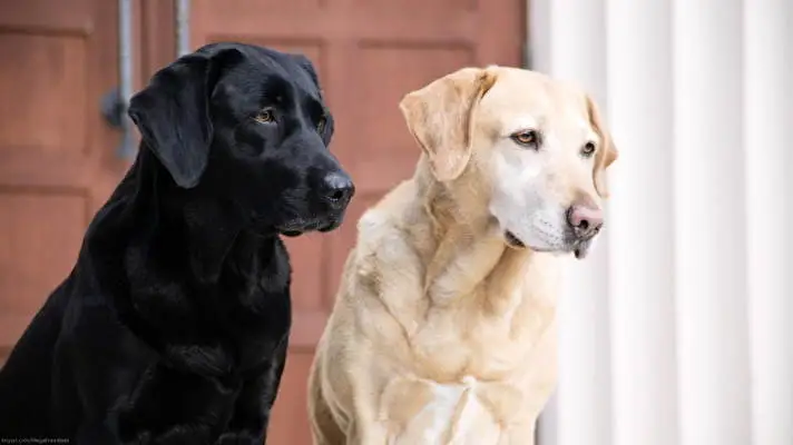 ラブラドール・レトリーバー Windows 10用テーマ スライドショー画像 3