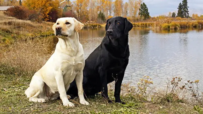 ラブラドール・レトリーバー Windows 10用テーマ スライドショー画像 4