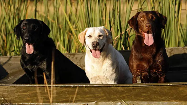 ラブラドール・レトリーバー Windows 10用テーマ スライドショー画像 5