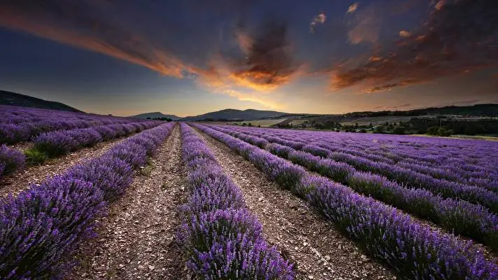 Lavender theme for Windows 10 Slideshow image 2