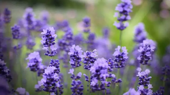 Lavender theme for Windows 10 Slideshow image 3