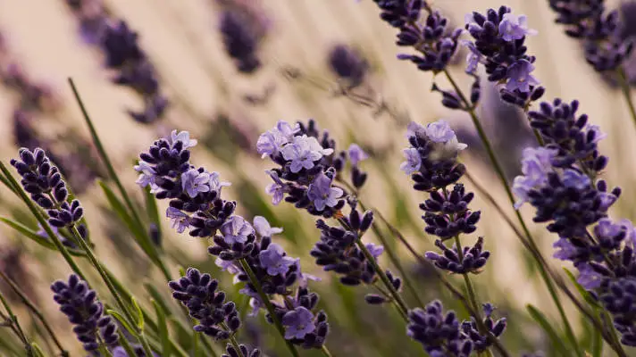 Lavender theme for Windows 10 Slideshow image 5