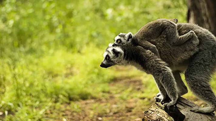 Lemur theme for Windows 10 Slideshow image 3