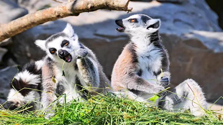 Lemur theme for Windows 10 Slideshow image 4