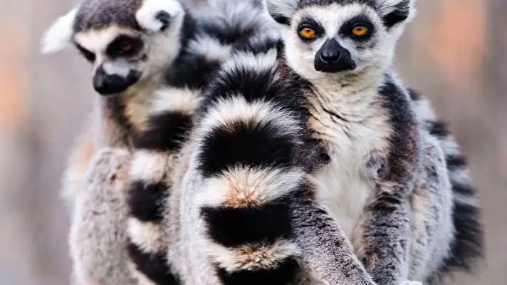 Lemur theme for Windows 10 Slideshow image 5