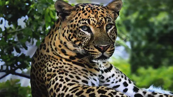 Leopard theme for Windows 10 Slideshow image 4