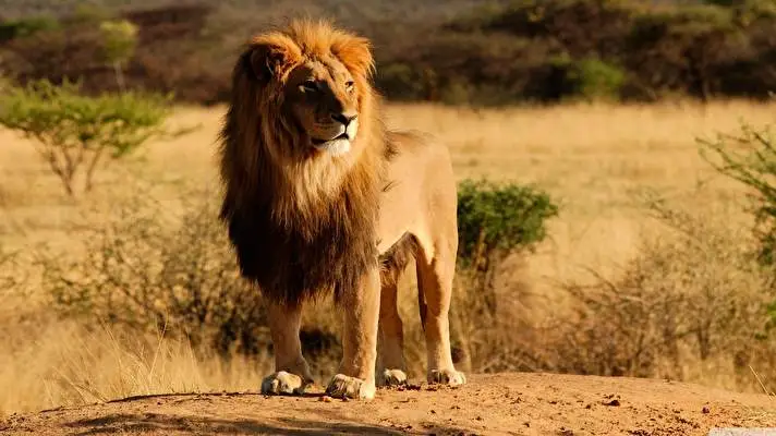 Lion theme for Windows 10 Slideshow image 4