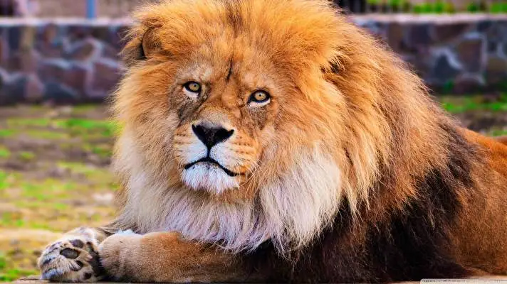 Lion theme for Windows 10 Slideshow image 5