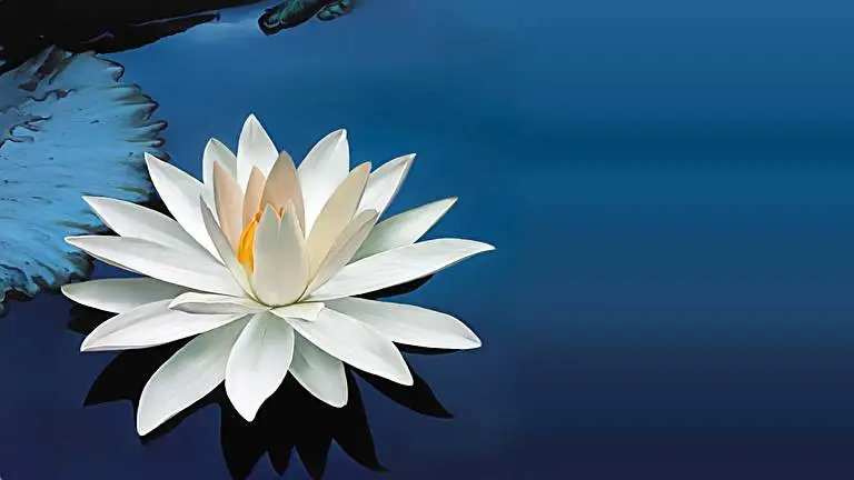 Lotus Flower theme for Windows 10 Slideshow image 1