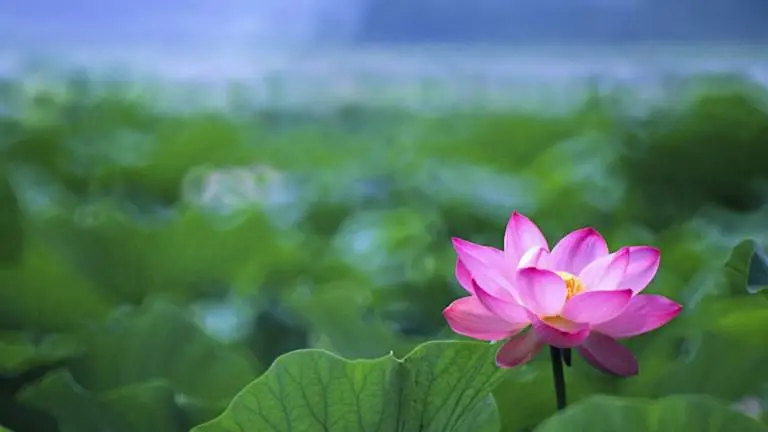 Lotus Flower theme for Windows 10 Slideshow image 3