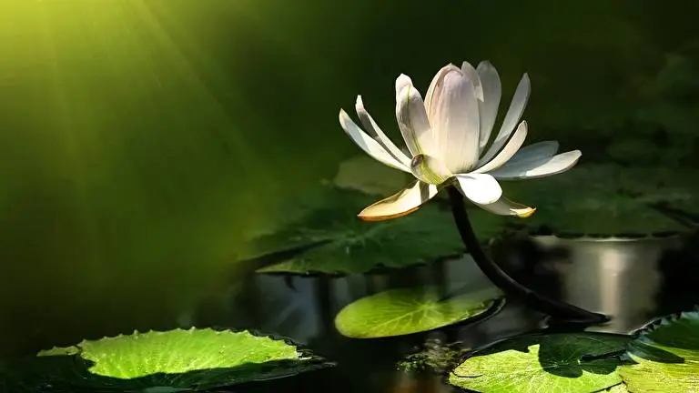 Lotus Flower theme for Windows 10 Slideshow image 5