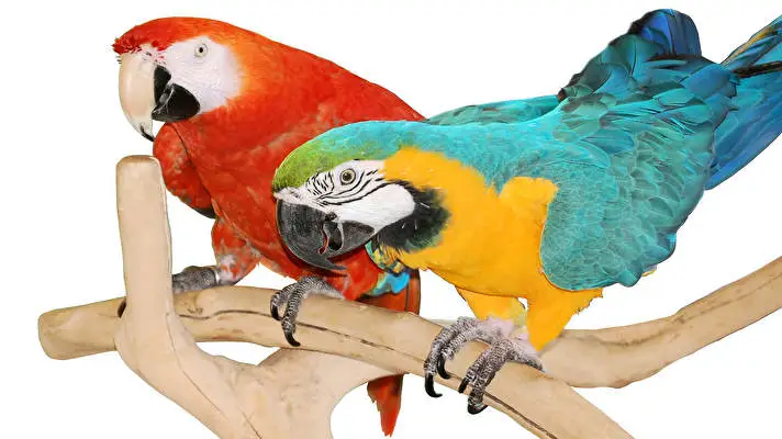 Macaw theme for Windows 10 Slideshow image 4