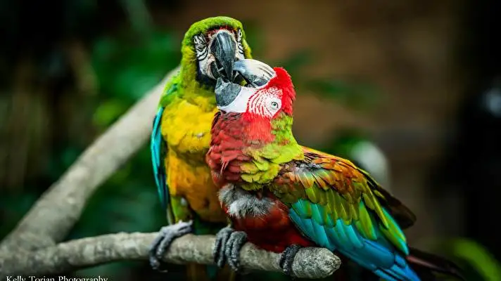 Macaw theme for Windows 10 Slideshow image 5