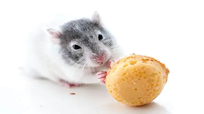 Ratón tema para Windows 10 Imagen de presentación 5