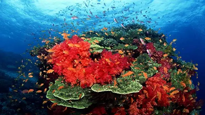 Ocean Life theme for Windows 10 Slideshow image 1