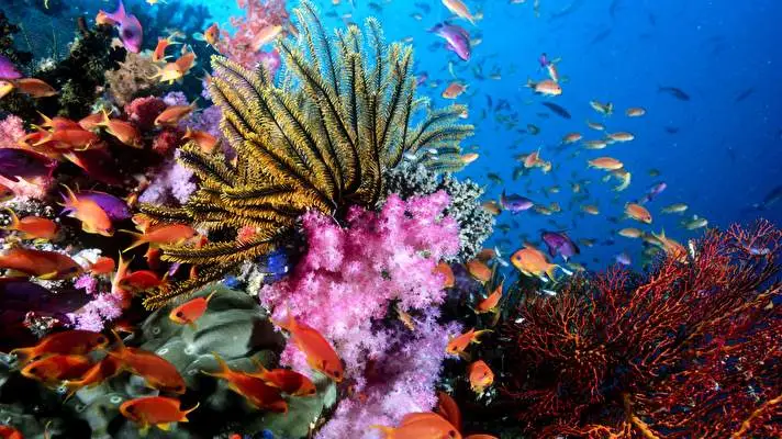 Ocean Life theme for Windows 10 Slideshow image 2