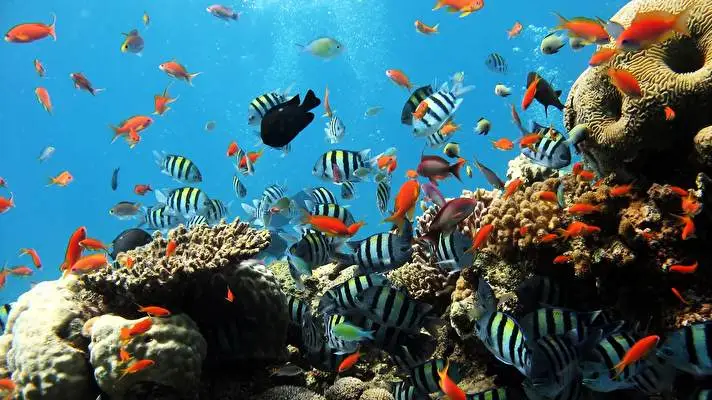 Ocean Life theme for Windows 10 Slideshow image 3