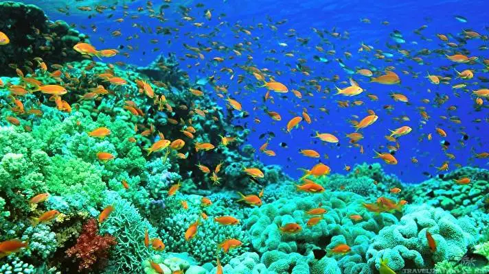 Ocean Life theme for Windows 10 Slideshow image 4