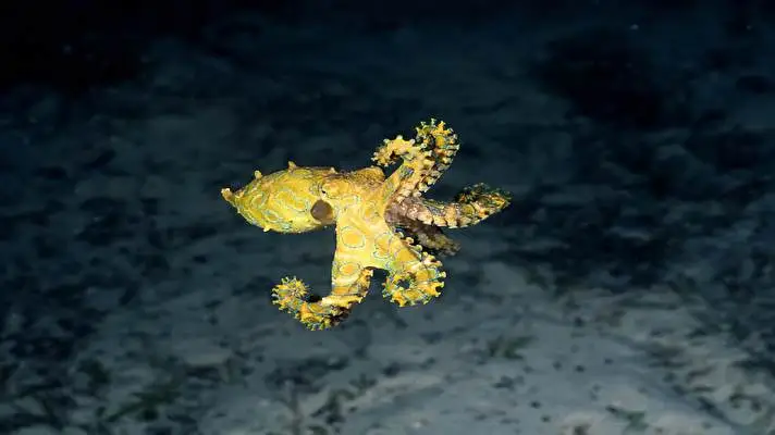 Octopus theme for Windows 10 Slideshow image 1