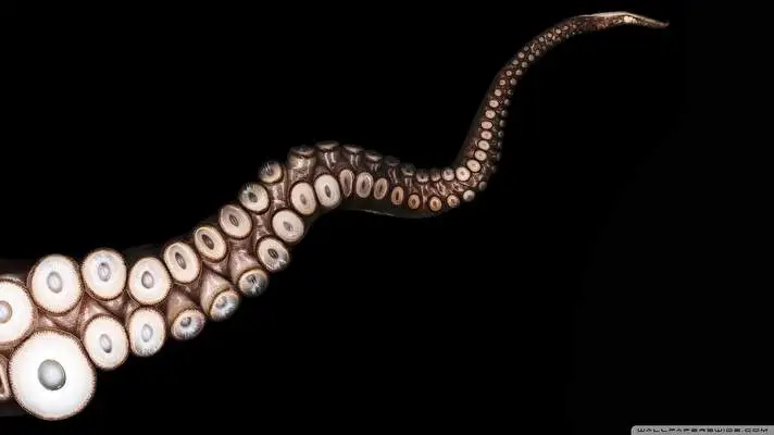 Octopus theme for Windows 10 Slideshow image 5