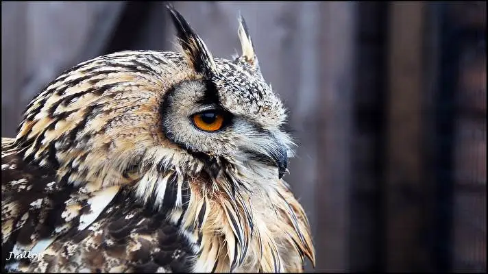 Owl theme for Windows 10 Slideshow image 2