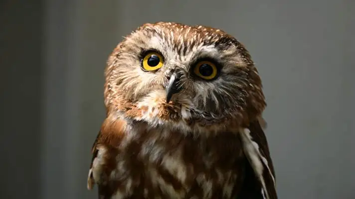 Owl theme for Windows 10 Slideshow image 5