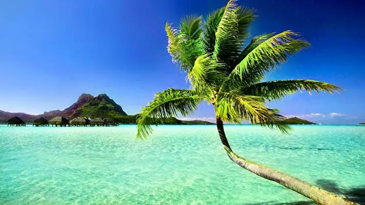 Palm Tree theme for Windows 10 Slideshow image 2