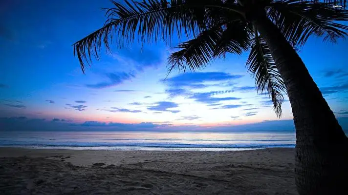 Palm Tree theme for Windows 10 Slideshow image 3