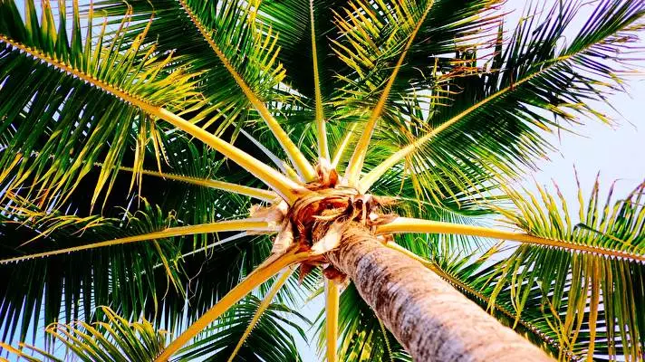 Palm Tree theme for Windows 10 Slideshow image 4